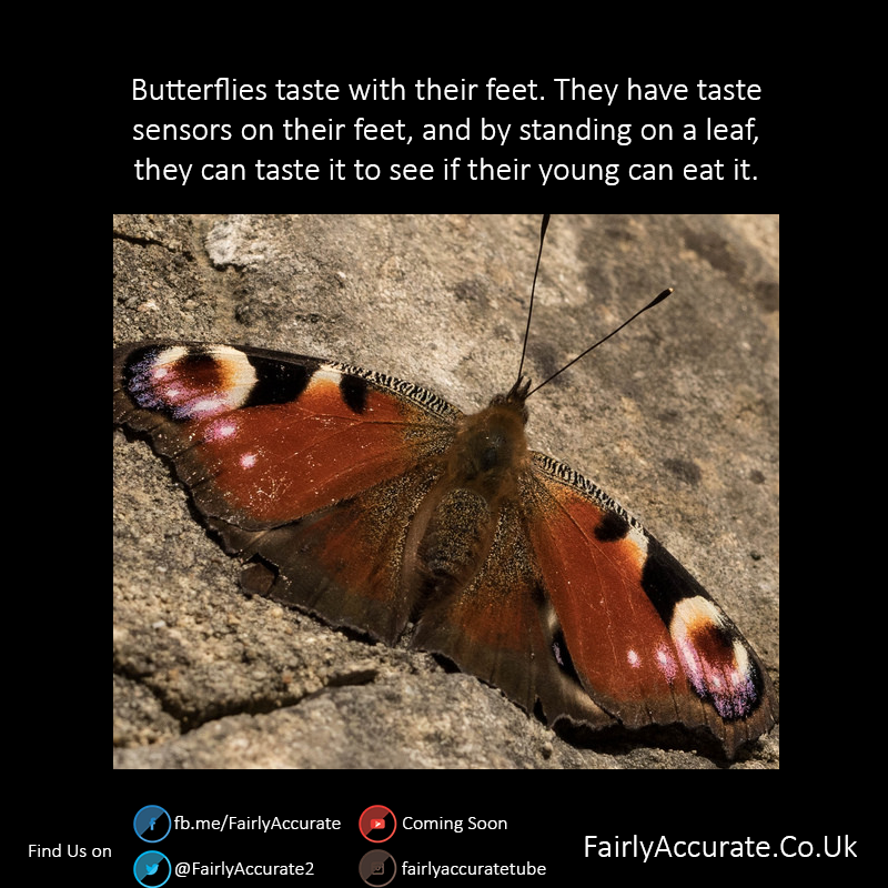 Butterflies Taste With Their Feet! - NWF